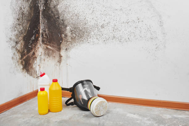 Best Mold Testing and Inspection Services in Sussex, WI