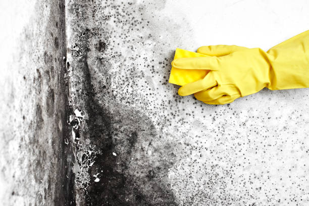 Best Commercial Mold Remediation in Sussex, WI